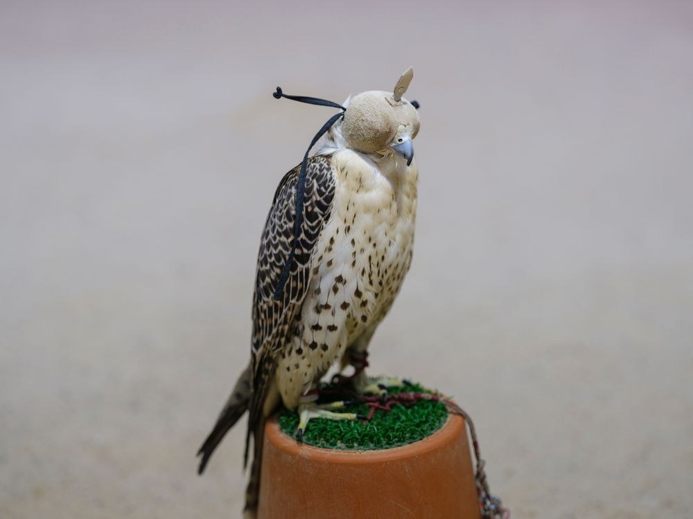 A hooded falcon in Doha, in a contemporary photograph of an enduring craft